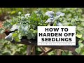 How to Harden Off Seedlings: Gardening Tips for Beginners