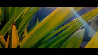 Download lagu CINEMATIC 30 DETIK | Story wa 30 detik | cinematic pagi hari | nature cinematic video mp3