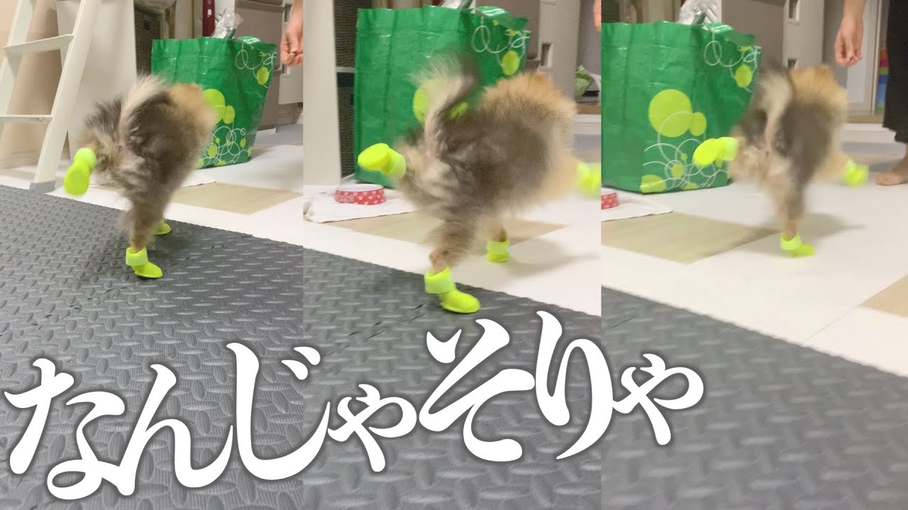 初めて靴を履いた子犬ポメラニアンが変な走り方をした一瞬wwwww