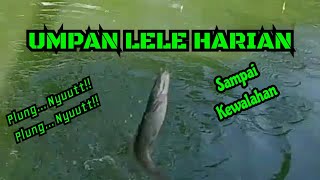 Download lagu Daily Catfish Bait Difficult to Eat New Catfish Bait Sprinkled in Green Water Daily Pond #youtube... mp3