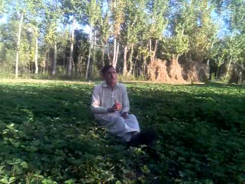 za da laghman pa lori zama sa mi mata mata kigi