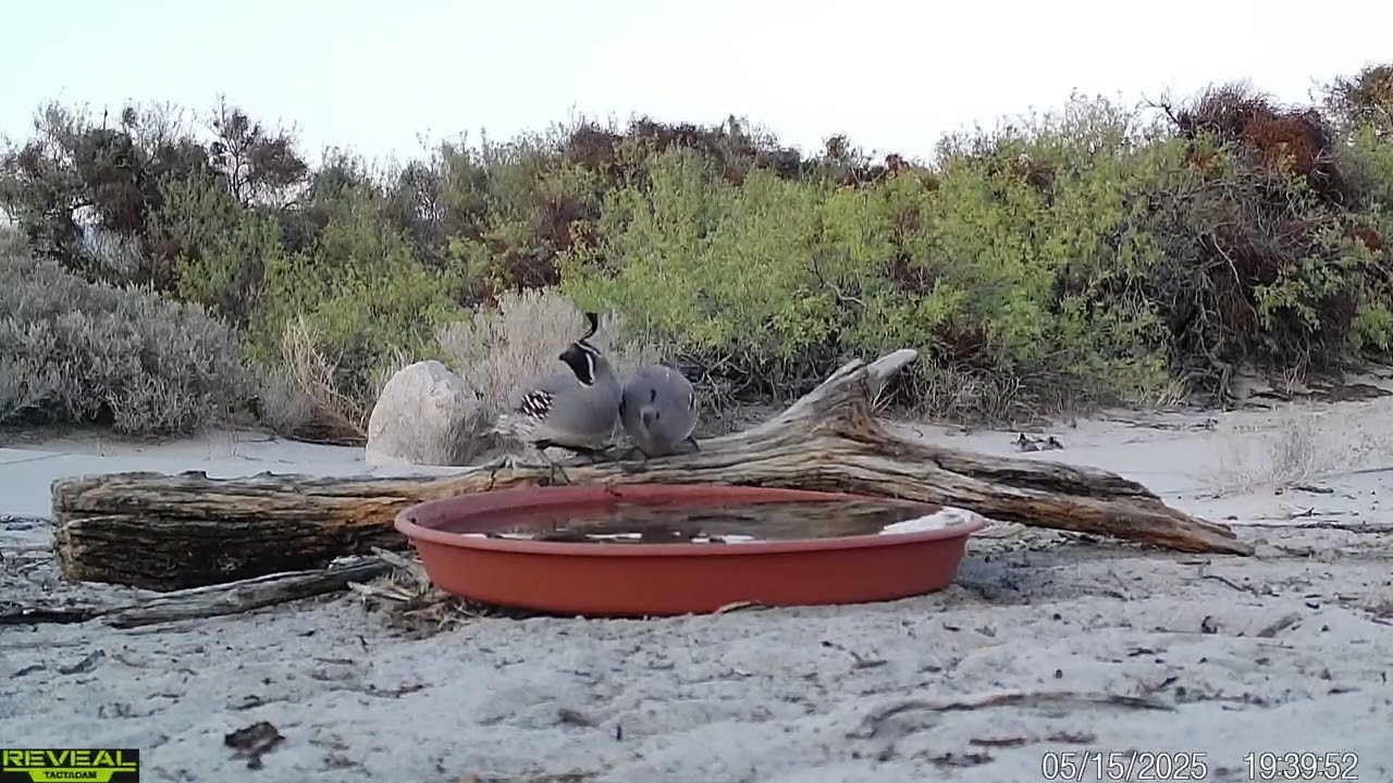 S3E25: Wildlife at the Water Stations....drinkers throughout the day