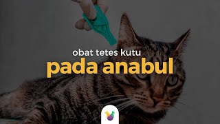 Download lagu Obat Tetes Kutu pada Anabul #verticalvideo mp3