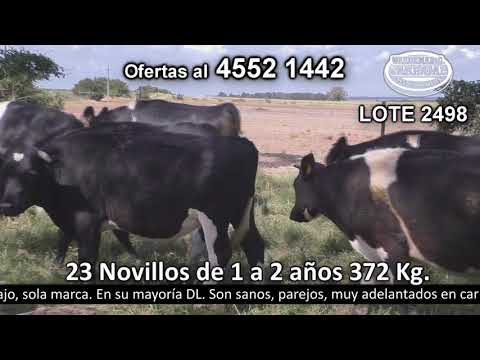 Lote 23 Novillos 2 a 3 años 19 HO,  2 HO c/  HE y 2 HO c/  NO. 372kg -  en Camino Las Curvas - a 11 km de Miguelete