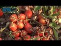 Macchina Raccolta Pomodoro THX MTS Sandei Tomato Harvest