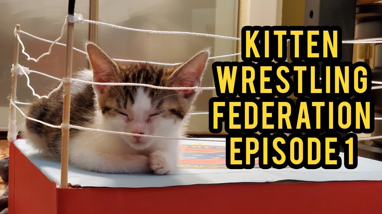 Kitten Wrestling Federation: RAWR Episode 1 by Ellie Vyra