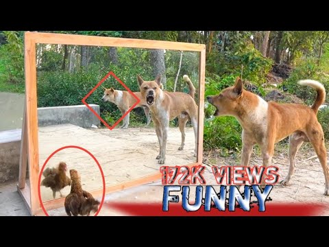Animal Mirror Prank || Dog comedy videos || Dog funny video || Angry Dog V'S Mirror gorilla mirror