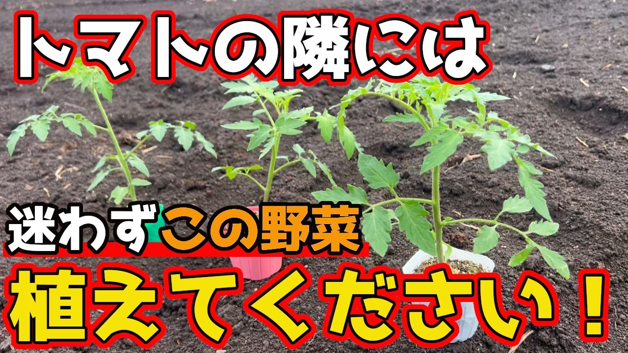 【トマト】の隣に植えると生育がよくなる野菜があります！【家庭菜園】