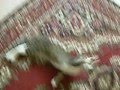 самый классный кот 