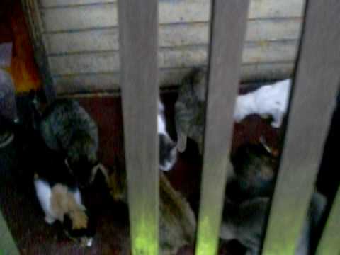 la narcisa,arañito,palomo,etc son muchos gatos