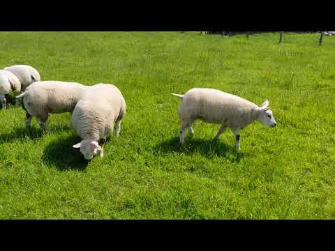 Garla ewe lambs June 2022