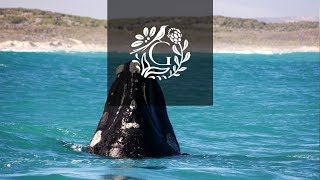 preview picture of video '4 Whale Breaches in 30 sec - Walker Bay, South Africa'