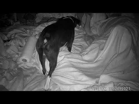 121220 SUCCUBUS IN MY BED by  'BB WALKS WITH MAXX' iso Cryptids Ufos and Mt Giants at a  TN hotspot.