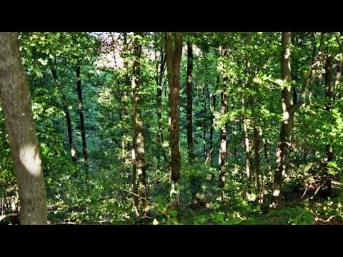 Dreieinigkeit/Trinität °32n  Diesen Jesus hat Gott auferweckt, wovon wir alle Zeugen sind .Apg2,32