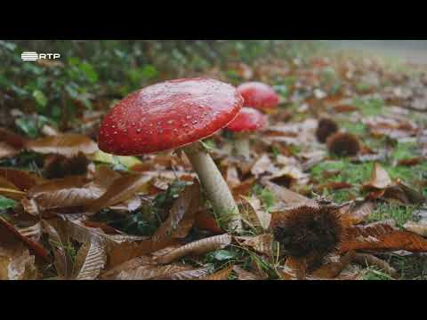 DOCUMENTÁRIO RTP - Portugal, uma História Natural - NORTE