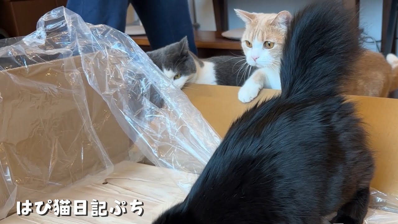 くしゃみが多かった愛猫のために布製から木製キャットタワーに交換したらメリットだらけだった