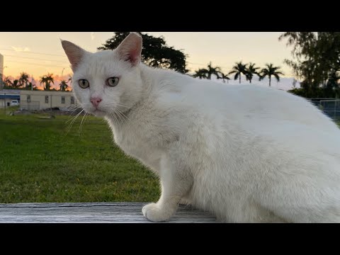 Angie loves head scratches 😺😺