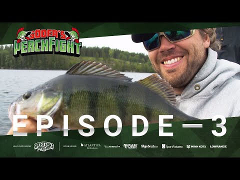 Perch Fight 2019 - Episode 3