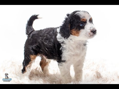 3rd YouTube video about are aussiedoodle hypoallergenic