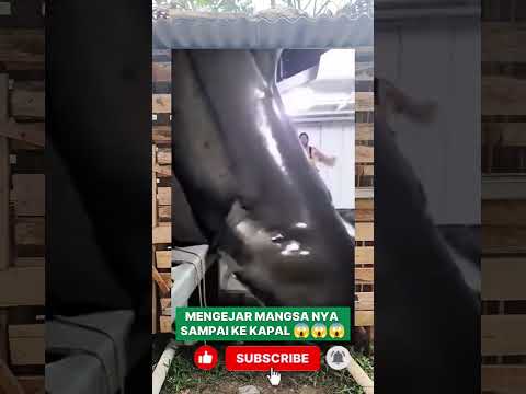 Apakah Ini benar ? #fishing #mancingmania #ikan #kapal #fypシ゚viral