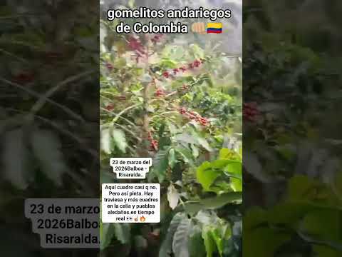 #Balboa - #Risaralda..Aquí cuadre traviesa y más cuadres  en la celia y pueblos aledaños.