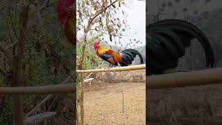 Download lagu gà rừng f1 gáy cực hay rất đẹp. Qaib qus qua zoo zoo nkauj kaws li nawb mp3 Download lagu gà rừng f1 gáy cực hay rất đẹp. Qaib qus qua zoo zoo nkauj kaws li nawb mp3