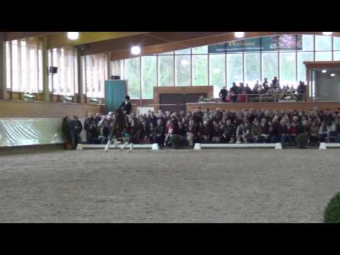 BEST OF GOLD v. Belissimo - Hengstschau Gestüt Westfalenhof 22.03.2014