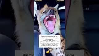 Viral Hyena Laugh Isn’t Funny… It’s Terrifying 😱