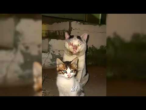 Dyan Dxddy - Cute Depressed (edited)