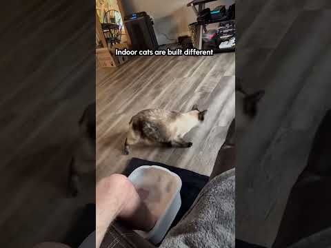 Un chat tombe hilare en essayant de sauter sur le siège des toilettes.