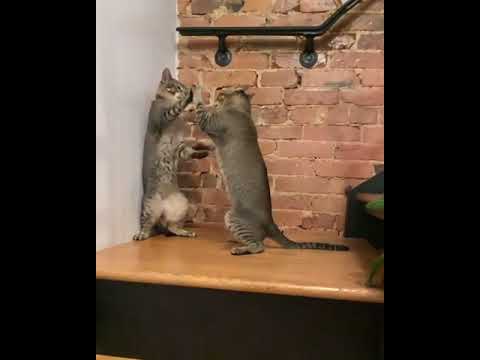 Two Cats Attack Each Other And Move Their Paws In Sync - 1186456