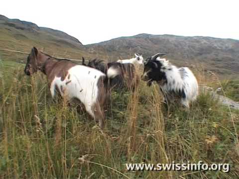 Meet the people of Juf,  Europe's highest village