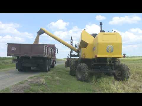 Sobresale CCS “Enrique Moreno” de Río Cauto en la producción de arroz.