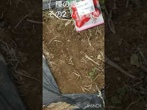 種からバラの木を植えるチャンスをお見逃しなく！どのように対処すればよいでしょうか？  庭園