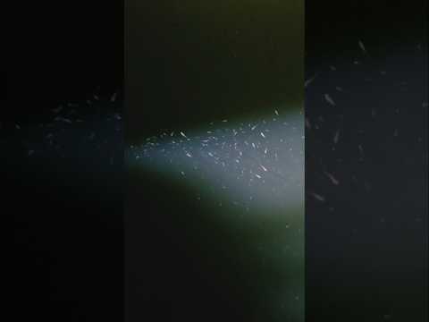 Milhares de lebistes em praça pública em Águas de Lindóia #guppy #peixes