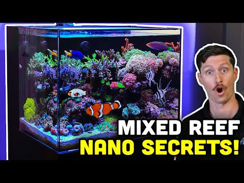 Touring a PACKED and COLORFUL Nano Tank ! Tips for NANO Aquarists!