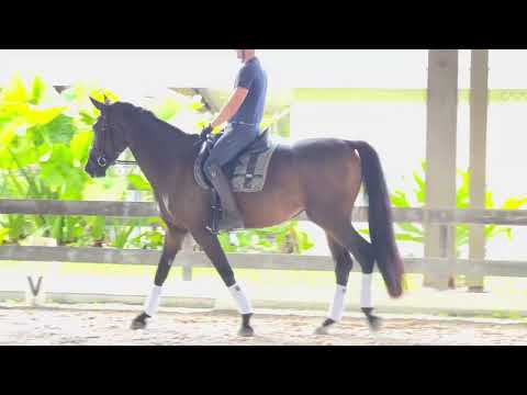 Gigi, Total Golden Glory by Total Hope )who is out of  Weihegold x Totilas) x Coco Cavalli