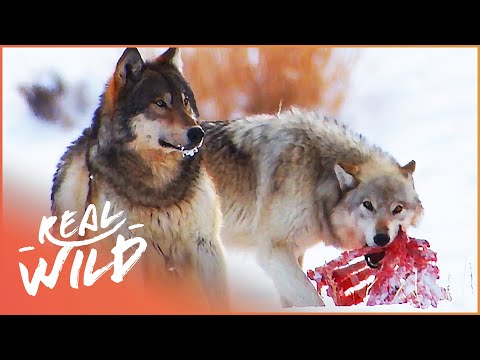 The Wild Wolves Of Yellowstone - The War Of The Wolf Packs (Part 2) | White Wolf | Real Wild