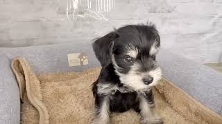 ミニチュアシュナウザーの動画01