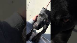 Video preview image #1 American Pit Bull Terrier-Unknown Mix Puppy For Sale in Oakhurst, NJ, USA