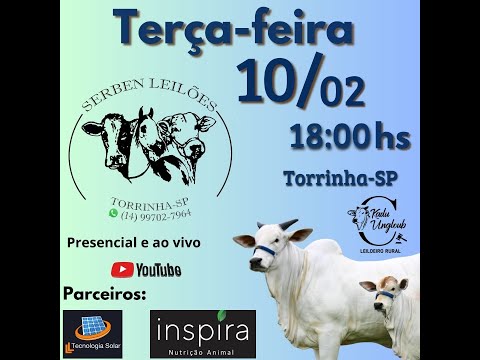 SERBEN LEILÕES - LEILÃO DE GADO- 10/02 - TORRINHA / SP