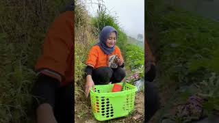 Download lagu Broccoli Harvest Directly Cooked In The Field mp3
