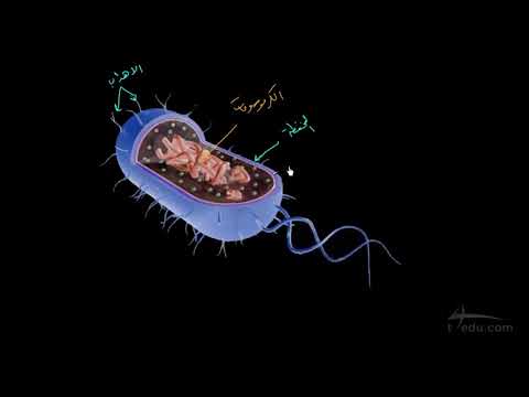 فيديو تعليمي