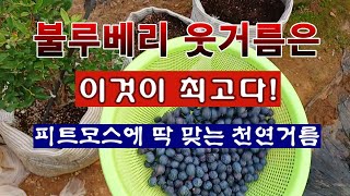 [텃밭농부 1,969]  불루베리에 가장 좋은 웃거름. 새들의 공격을 막는 방법. #불루베리재배