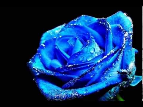 Isa Alitaj - Trendafili blu -