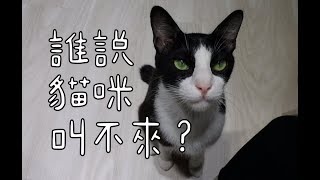 [問題/行為] 怎麼訓練幼貓知道自己的名字?