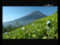 TvOne Djarum Coklat