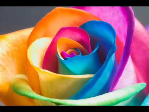 Сребърни крила   Kурви сбогом & Srebarni krila   Kurvi sbogom