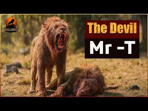 The most brutal lion in history… The story of Mr. T and the years of terror in Sabi Sand!