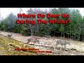 Where Do Whitetail Deer Go During The Winter